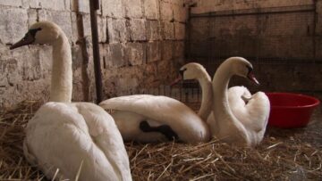 Cele trei lebede salvate trăiesc acum împreună, într-un adăpost din Plopeni, orașul Salcea