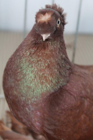 24 de titluri de campion național, obținute de Asociația Crescătorilor de Păsări și Iepuri de rasă Bucovina