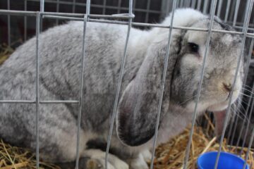 Crescătorii de iepuri au obținut numeroase titluri de Campioni Naționali