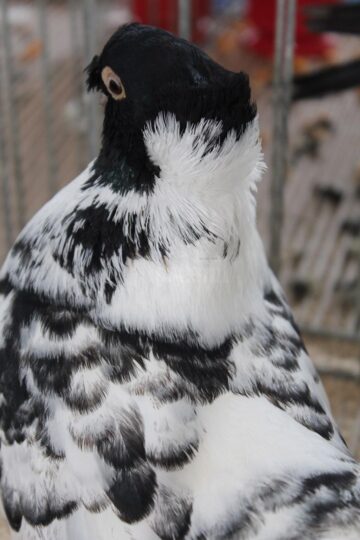 Porumbeii au adus cele mai multe medalii la competițiile naționale și internaționale la care au fost prezenți crescătorii suceveni