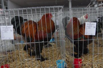 Mini-iepurași, pufoșenii uriașe și păsări uimitoare, la prima expoziție a Asociației Bucovina