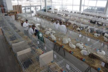 Prima expoziție a Clubului Bucovina are loc sâmbătă și duminică