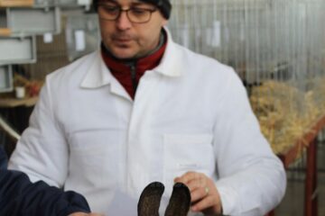 Campioni ai raselor de iepuri, la arbitraj