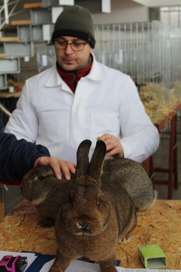 Campioni ai raselor de iepuri, la arbitraj