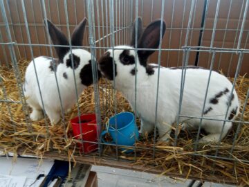 Mini-iepurași, pufoșenii uriașe și păsări uimitoare, la prima expoziție a Asociației Bucovina