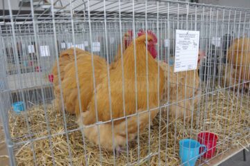 Zeci de rase de găini, cu aspect deosebit, la expoziția Asociației Bucovina