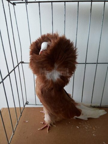 Mini-iepurași, pufoșenii uriașe și păsări uimitoare, la prima expoziție a Asociației Bucovina