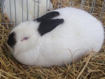 Mini-iepurași, pufoșenii uriașe și păsări uimitoare, la prima expoziție a Asociației Bucovina