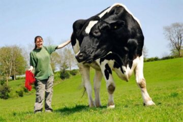Vaci mari cât elefanții ar putea hoinări, în curând, prin Europa!. Foto: www.antenasatelor.ro