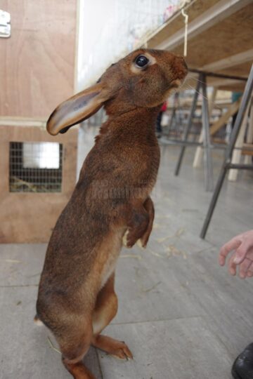 Mini-iepurași, pufoșenii uriașe și păsări uimitoare, la prima expoziție a Asociației Bucovina