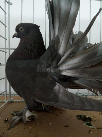 Mini-iepurași, pufoșenii uriașe și păsări uimitoare, la prima expoziție a Asociației Bucovina