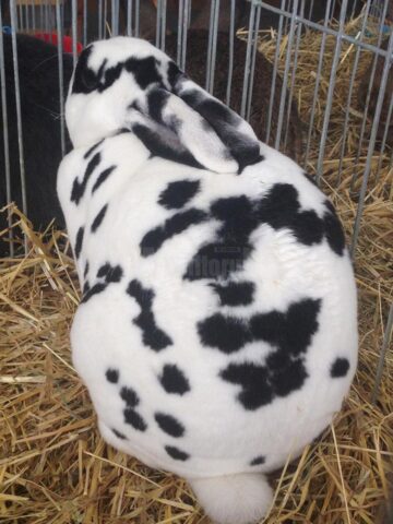 101 dalmațieni - varianta iepurească