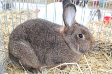 Mini-iepurași, pufoșenii uriașe și păsări uimitoare, la prima expoziție a Asociației Bucovina