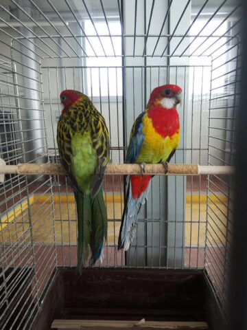 Mini-iepurași, pufoșenii uriașe și păsări uimitoare, la prima expoziție a Asociației Bucovina