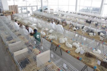 Mini-iepurași, pufoșenii uriașe și păsări uimitoare, la prima expoziție a Asociației Bucovina