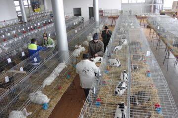 Mini-iepurași, pufoșenii uriașe și păsări uimitoare, la prima expoziție a Asociației Bucovina