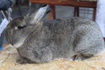 Mini-iepurași, pufoșenii uriașe și păsări uimitoare, la prima expoziție a Asociației Bucovina