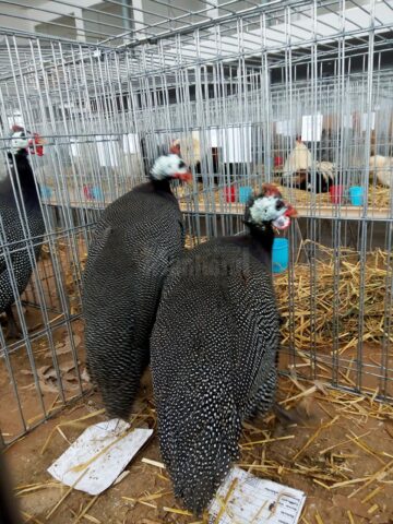 Mini-iepurași, pufoșenii uriașe și păsări uimitoare, la prima expoziție a Asociației Bucovina