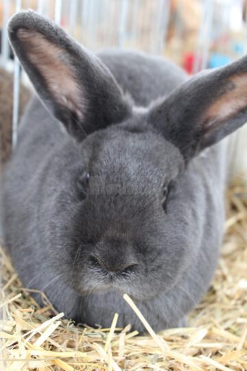 Mini-iepurași, pufoșenii uriașe și păsări uimitoare, la prima expoziție a Asociației Bucovina