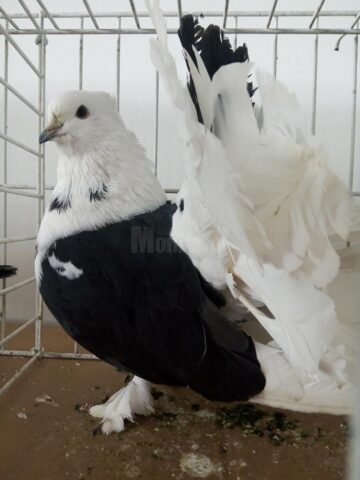 Exemplare de porumbei de frumusețe