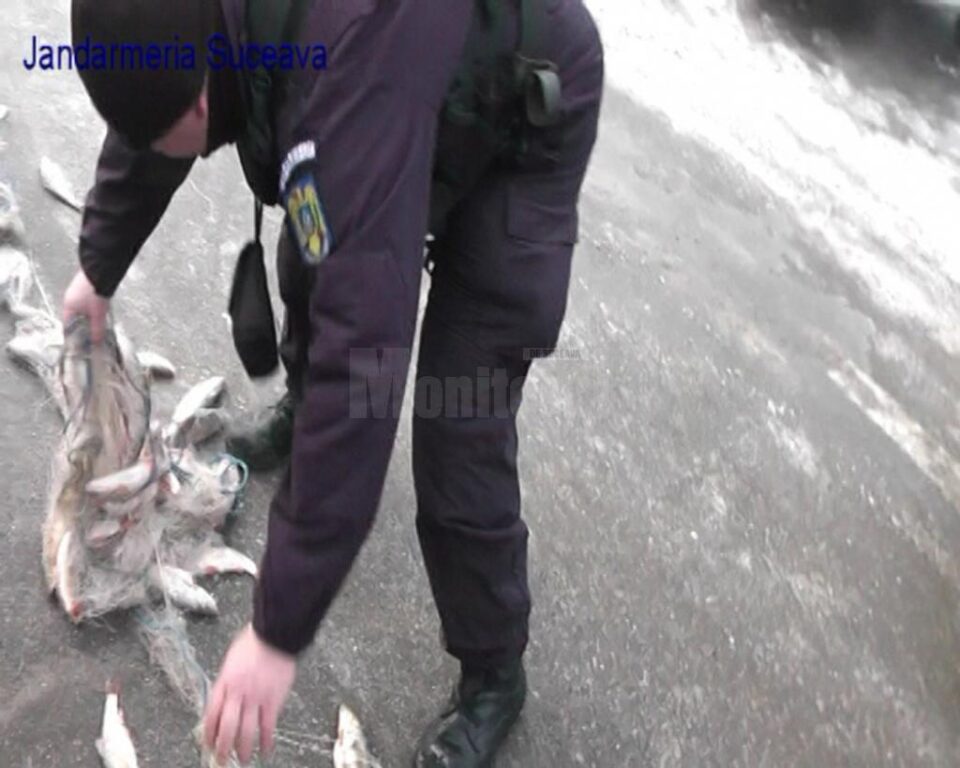 Peștii erau din speciile știucă, biban, mreană și scobar, iar aproape jumătate au fost salvați și redați mediului natural de către jandarmi