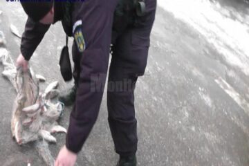 Peștii erau din speciile știucă, biban, mreană și scobar, iar aproape jumătate au fost salvați și redați mediului natural de către jandarmi