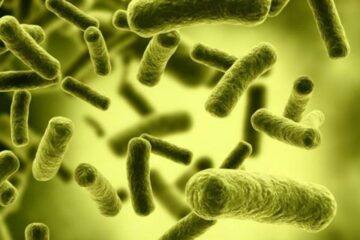 Bacteria E-Coli Bacteria E-Coli