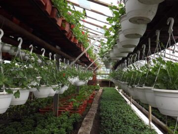 Primăria Suceava vrea să își amenajeze propria seră floricolă