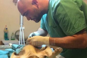 Operațiile de sterilizare vor fi făcute în mod gratuit de către doctorii veterinari