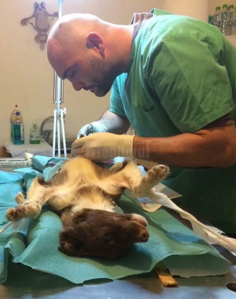Operațiile de sterilizare vor fi făcute în mod gratuit de către doctorii veterinari