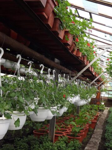 Primăria Suceava vrea să își amenajeze propria seră floricolă