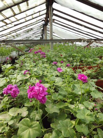 Primăria Suceava vrea să își amenajeze propria seră floricolă