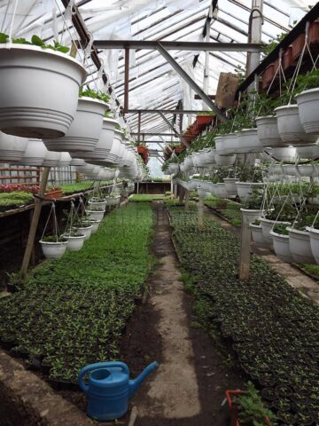 Primăria Suceava vrea să își amenajeze propria seră floricolă