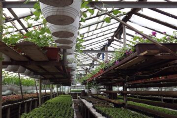 Aproape 400.000 de flori sunt produse anual în serele gestionate de Primăria Suceava