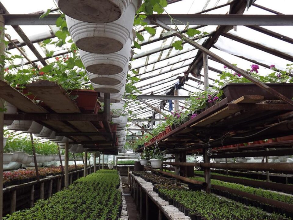 Aproape 400.000 de flori sunt produse anual în serele gestionate de Primăria Suceava