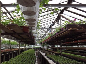 Aproape 400.000 de flori sunt produse anual în serele gestionate de Primăria Suceava