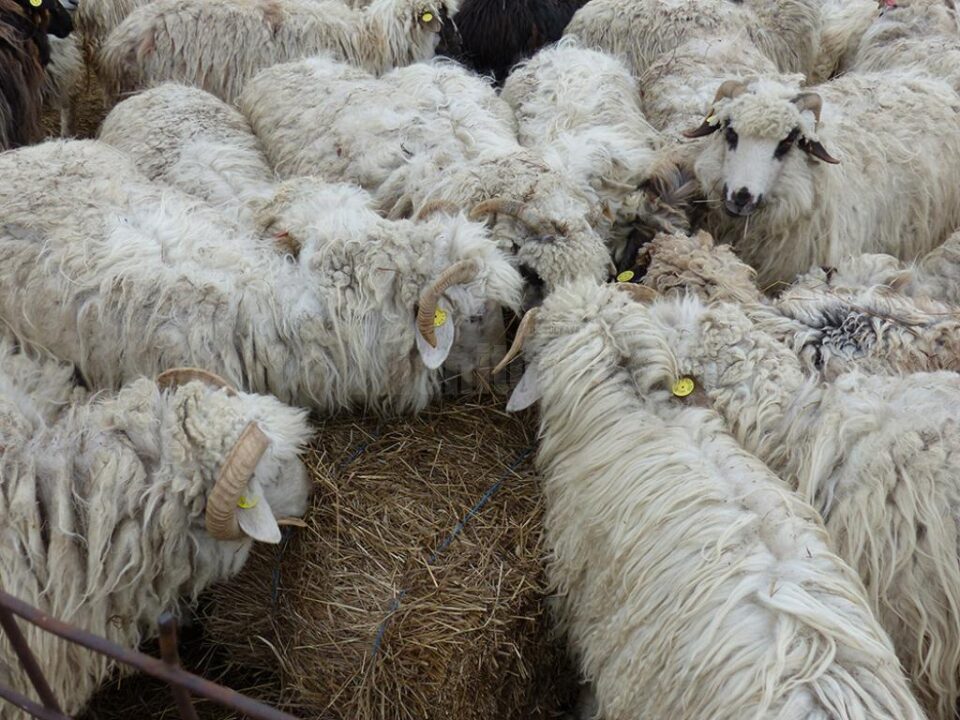 Oile au fost furate tocmai în luna septembrie a anului trecut de la o stână din Păltinoasa