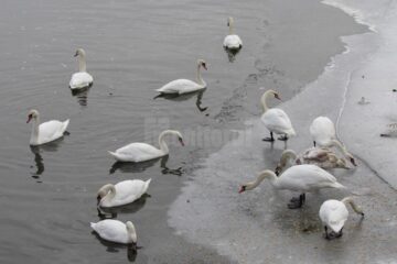 Lebedele de pe iazul Șomuz din Fălticeni au primit hrană cu sprijinul primăriei