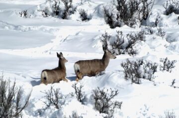 Hrana pentru animalele sălbatice din pădurile Sucevei, asigurată de silvicultori