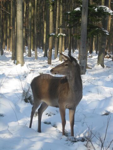 Hrana pentru animalele sălbatice din pădurile Sucevei, asigurată de silvicultori