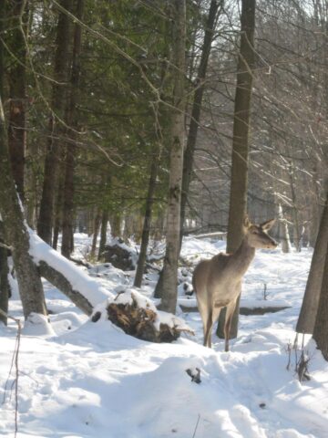 Hrana pentru animalele sălbatice din pădurile Sucevei, asigurată de silvicultori