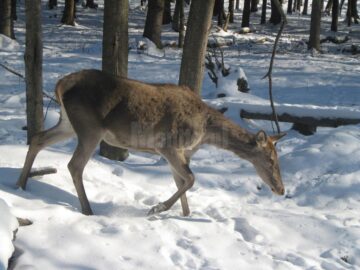 Hrana pentru animalele sălbatice din pădurile Sucevei, asigurată de silvicultori