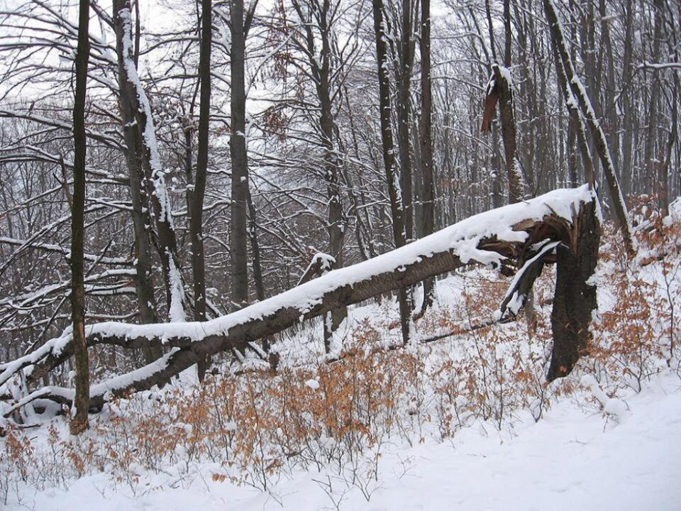Tânărul a încercat să taie crengi dintr-un copac uscat care a cedat Foto: foto miculmester.blogspot.ro
