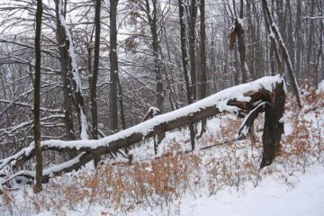 Tânărul a încercat să taie crengi dintr-un copac uscat care a cedat Foto: foto miculmester.blogspot.ro