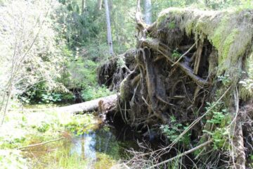 Masă rotundă cu tema “Zone umede pentru reducerea dezastrelor”