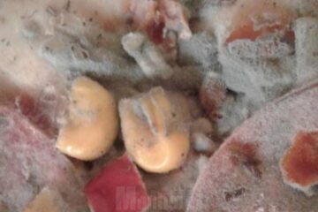 Produsul era vizibil alterat