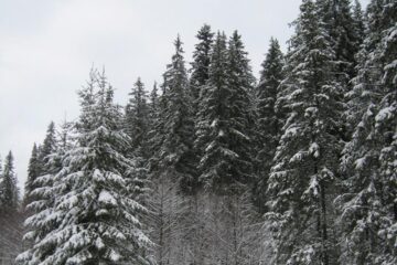 Tăierile ilegale din pădurile Sucevei s-au diminuat la jumătate