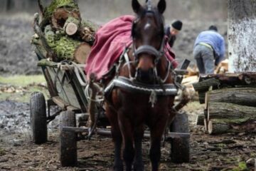 În timpul unui adevărat periplu petrecut în drumul spre casă, căruța s-a rupt în două, bucățile fiind găsite la distanță mare una de cealaltă