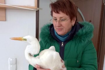 Responsabilul Parcului ZOO, Angelica Olinici, și cocorul salvat