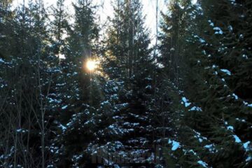 Holzindustrie Schweighofer luptă în continuare împotriva tăierilor ilegale în România, în ciuda faptului că firma nu desfășoară activități de exploatare forestieră